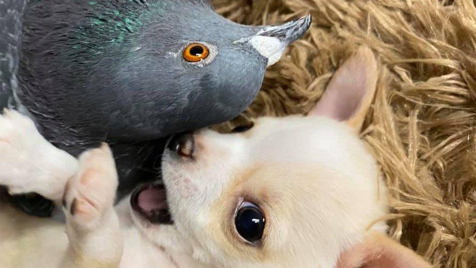 chihuahua-and-pigeon.