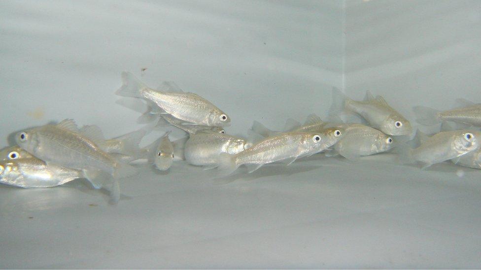 The sea bass used in the study