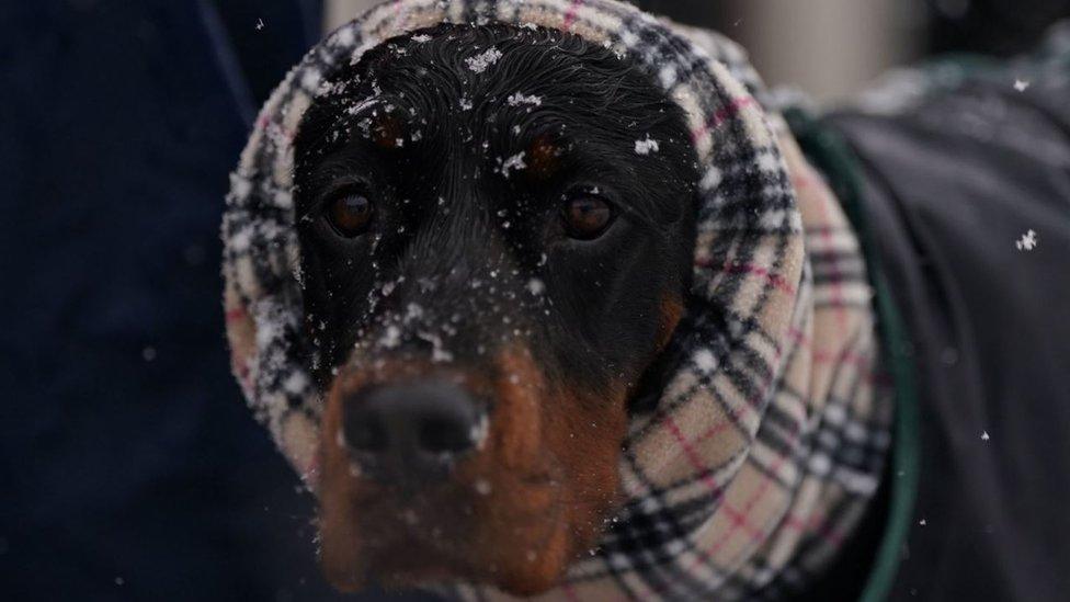 A dog in a blanket at Crufts