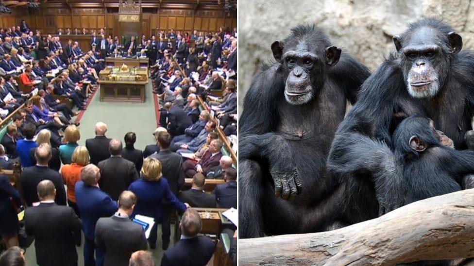 House of Commons and chimpanzees