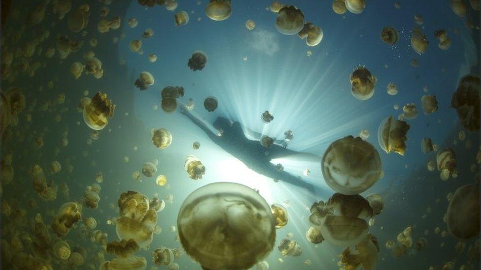 In this Dec. 9, 2014, photo, golden jellyfish swim in Jellyfish Lake in Palau. Part of a UNESCO World Heritage area, the saltwater lake has long been a source of wonder for tourists, who have delighted in snorkeling among the millions of golden jellyfish which can fill the water as thick as corn chowder.