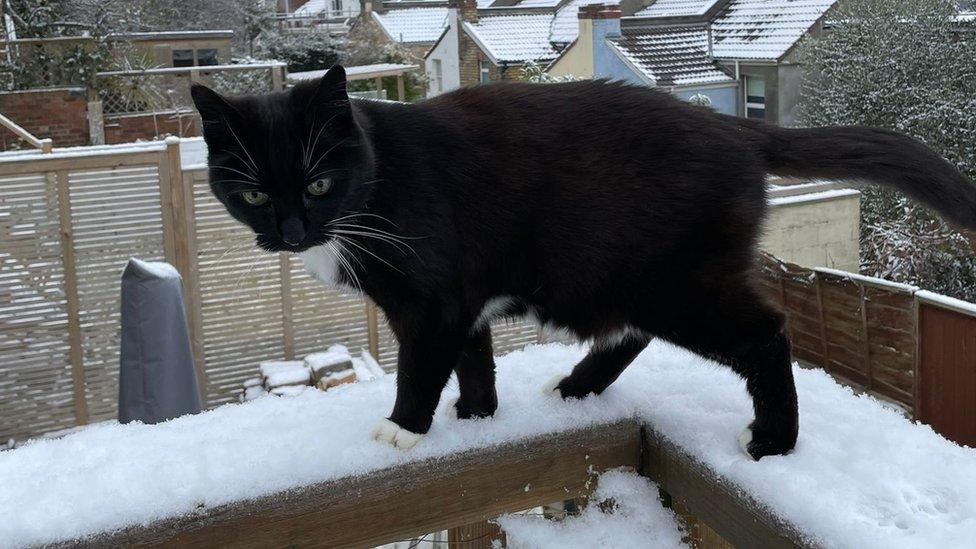 Cat in snow in Bristol