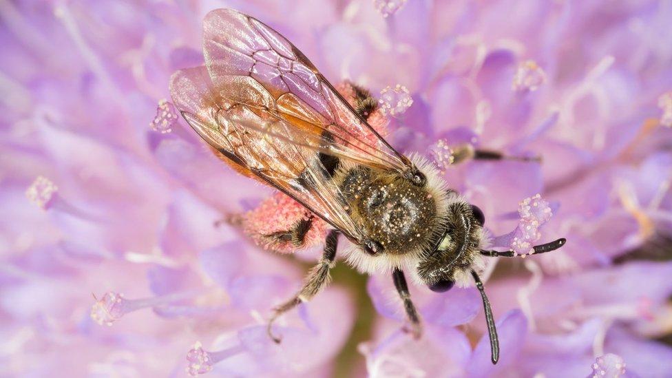 The Small Scabious Mining-bee (Andrena marginata) is rare to this part of Wales