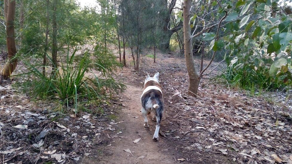 Sarah's dog walking off into the sunset.