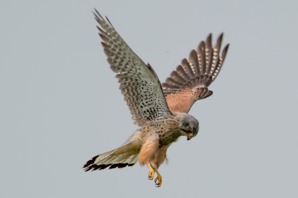 Kestrel