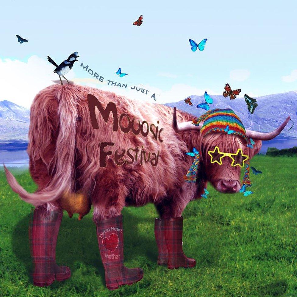 Belladrum Highland coo