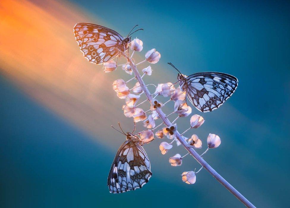 Three white and black butterflies on a sunlit stem