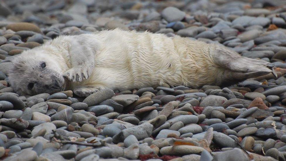 A pup waiting for its mother