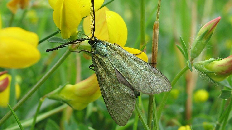 Forester Moth