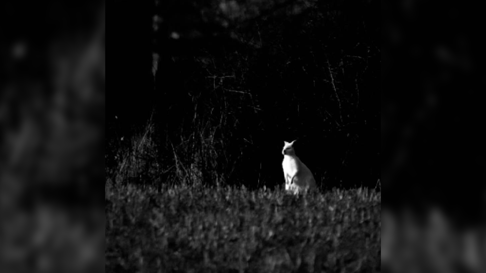 Colin the wallaby