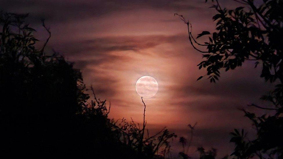 Full Moon, in a cloudy sky, with trees around it