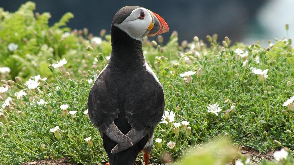 A puffin on Skomer Island