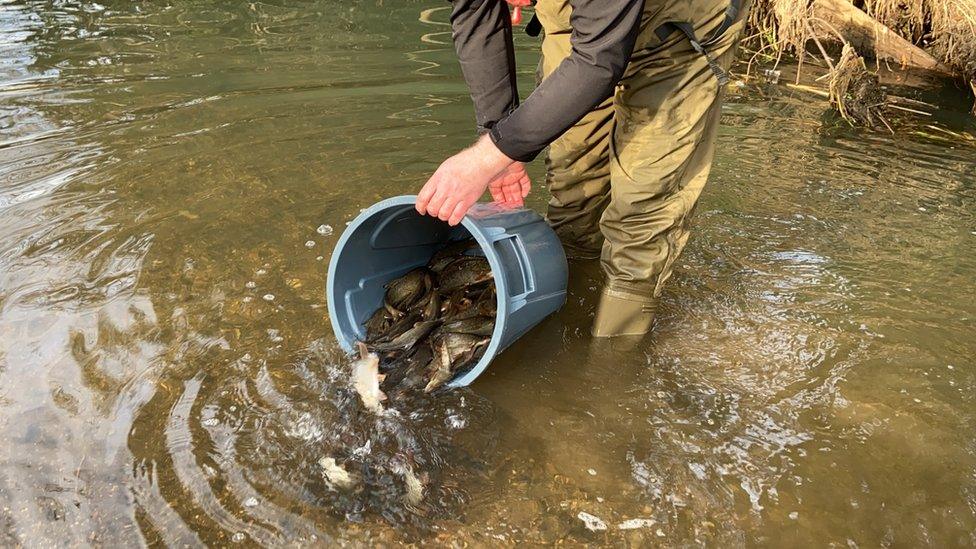 Fish restocking