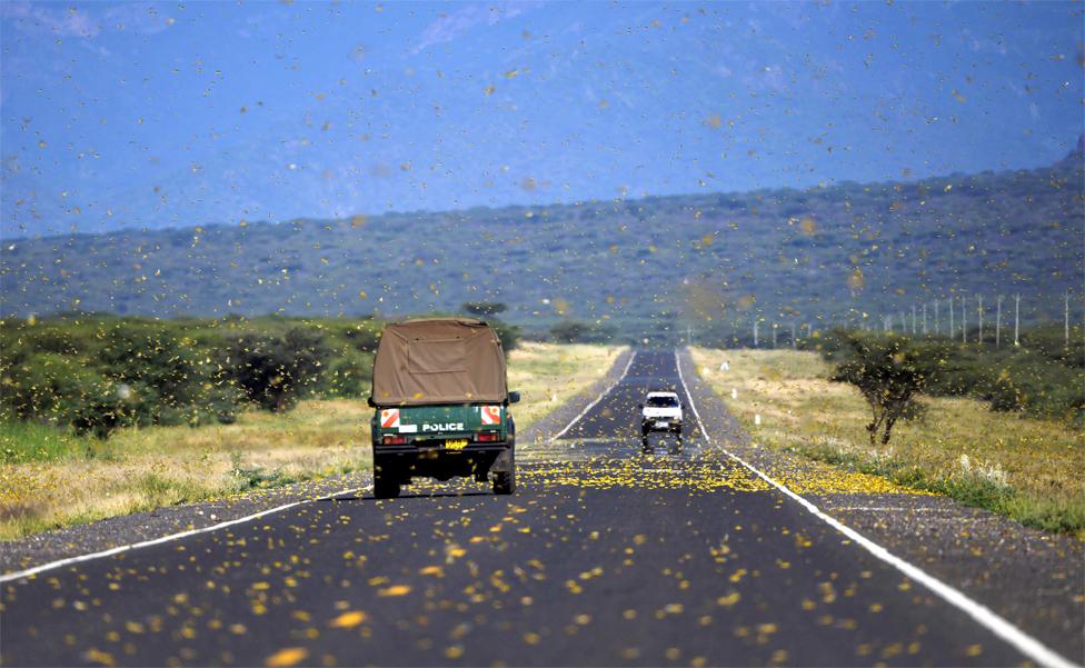 Locusts swarm across a highway