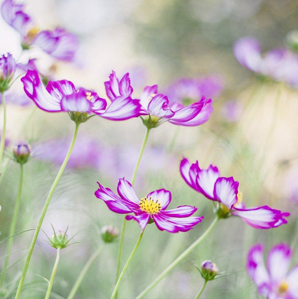 Pink and white flowers