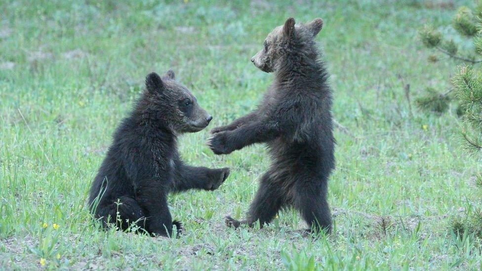 Grizzly bears