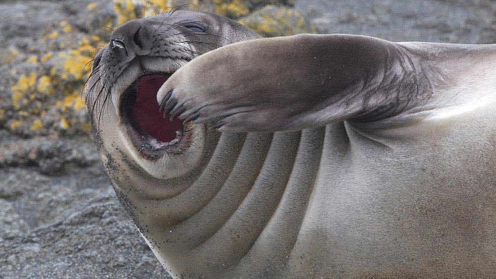 Elephant seal pup yawning