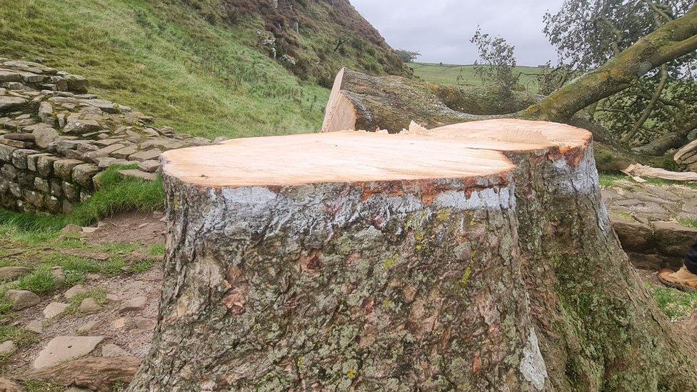 Sycamore Gap tree felled