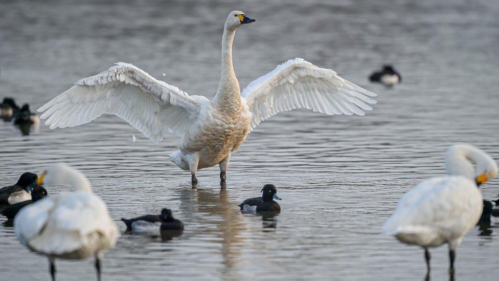 Bewick's Swans at Slimbridge