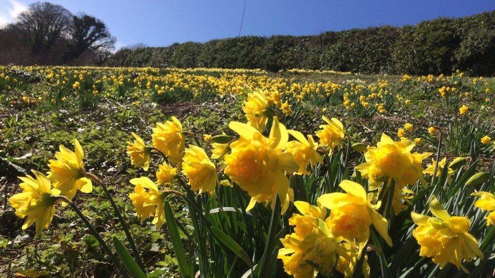 Rob Thomas took this picture of a field of daffodils in bloom on the Stackpole estate in Pembrokeshire