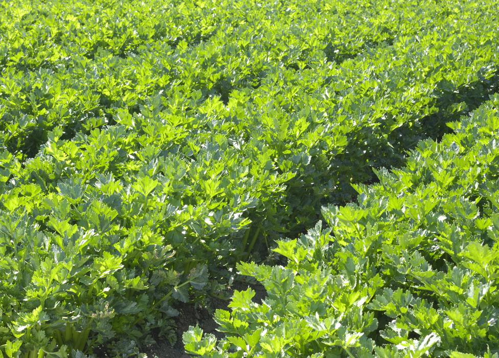 A field of celery