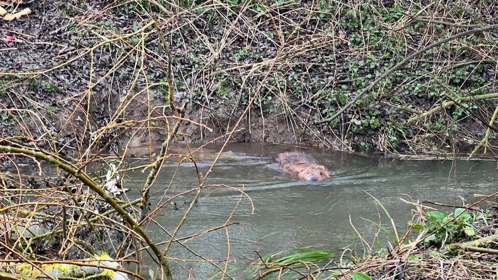 Beaver swimming