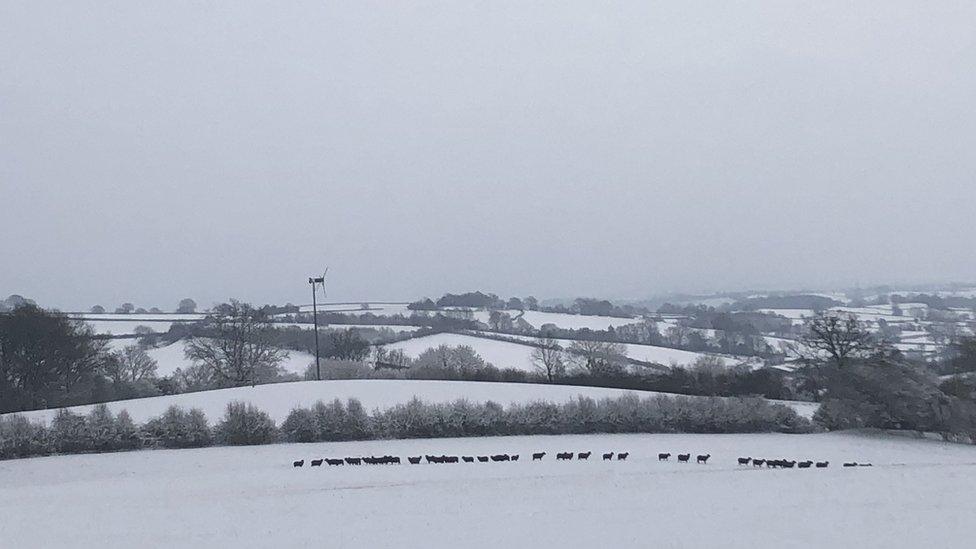 Black sheep in a snow-covered field in Llanvetherine near Abergavenny