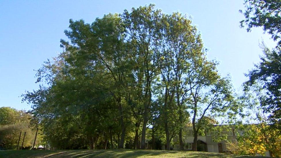 Green space at Serpentine Court