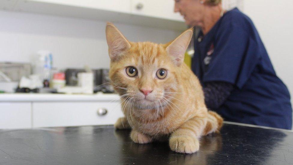 Cat at an RSPCA clinic