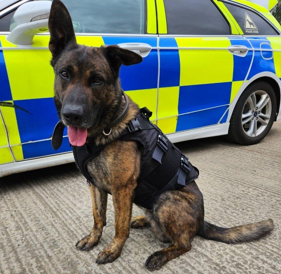 PD Moose