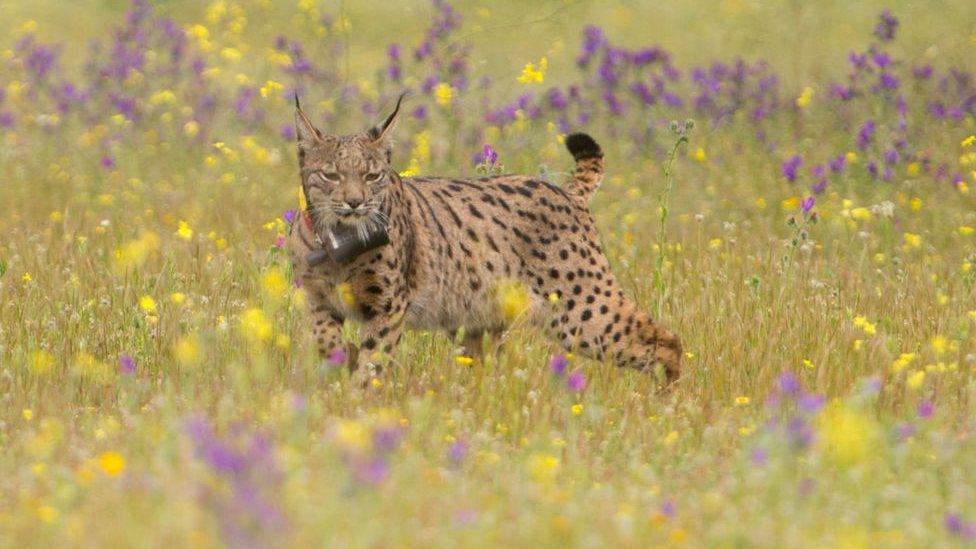 an iberian lynx running through a field of flowers