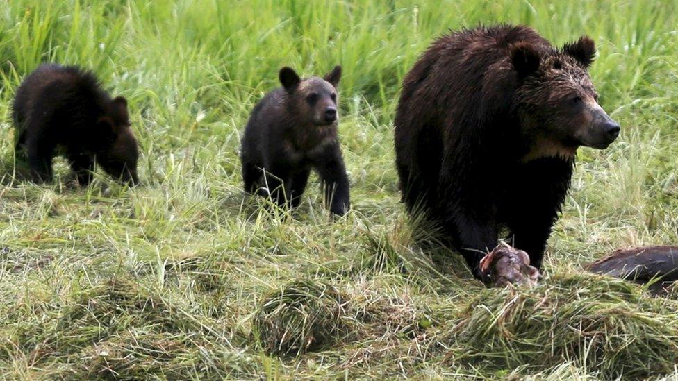 Grizzly bears in Yellowstone National Park