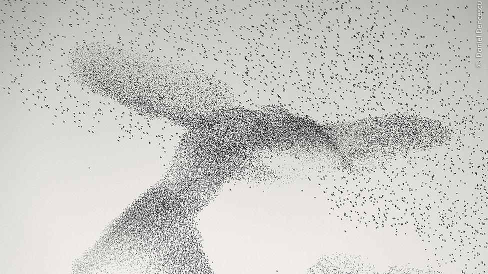 Starling Murmuration by Daniel Dencescu