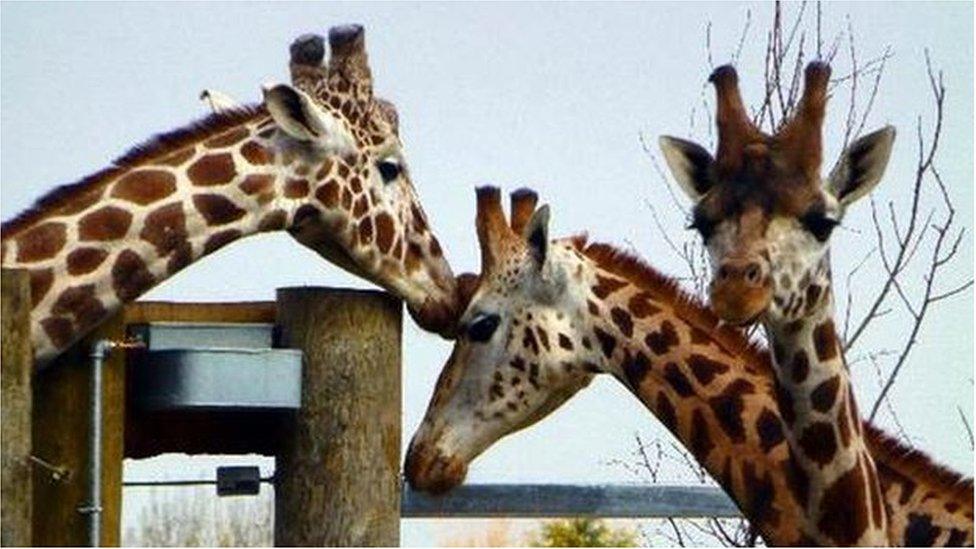 Giraffes