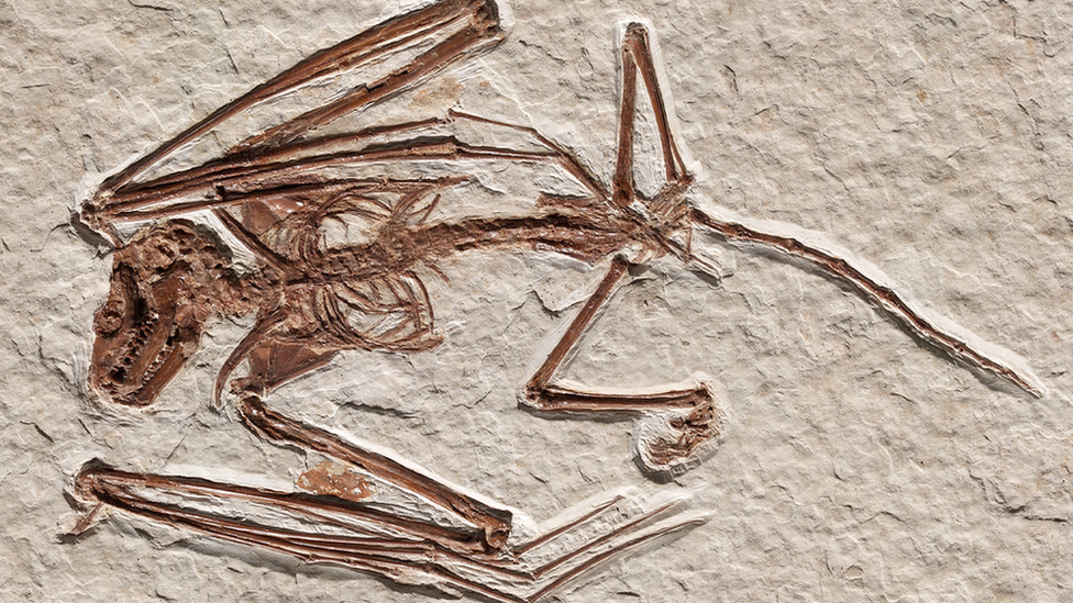 bat-fossil.