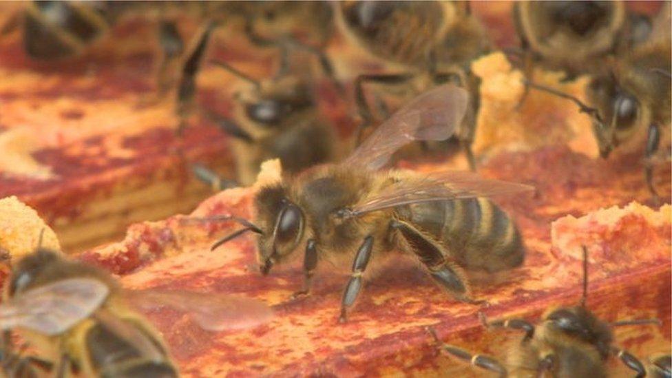 A black honey bee