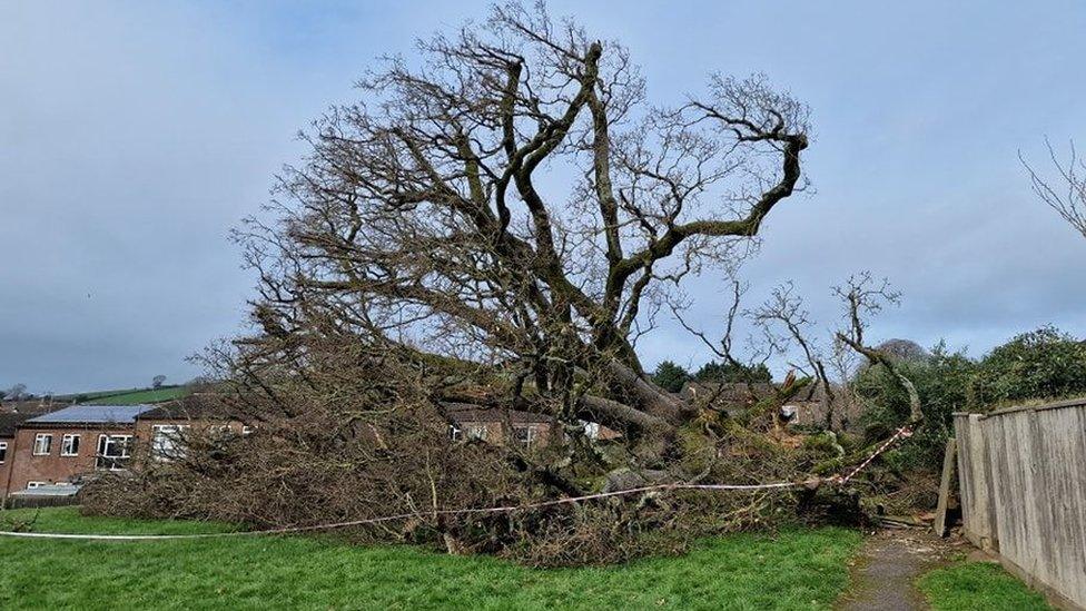 Silverton oak tree