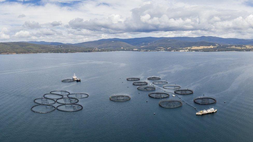 salmon fishing on tasmanian coast, large ring-shaped fishing network