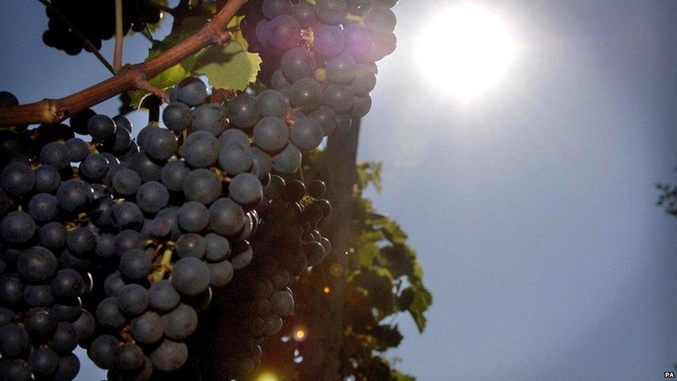 Bunch of grapes at British vineyard