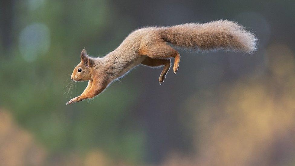 Red squirrel