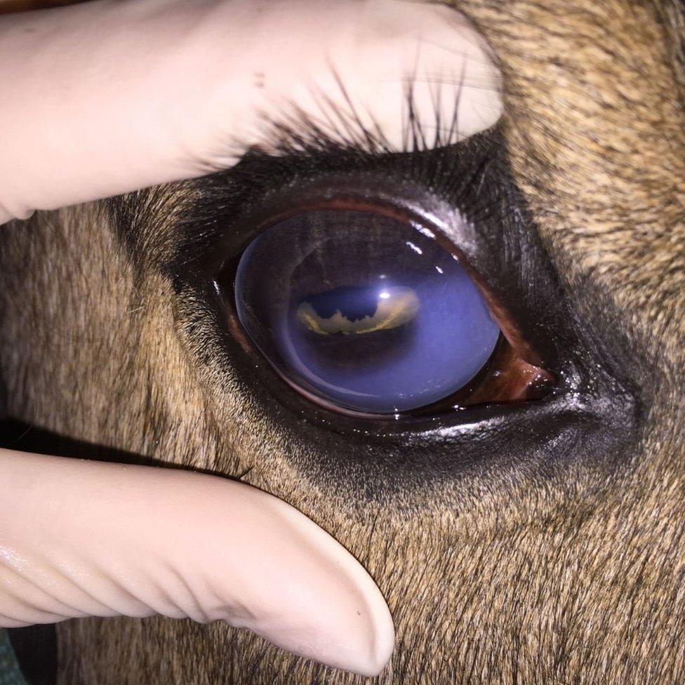 Tanzin's "greyed out" eye