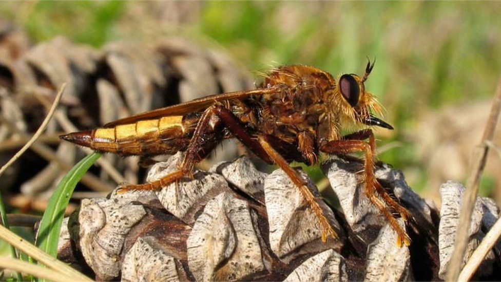 Hornet robberfly