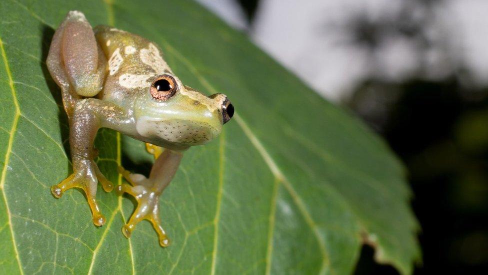 frog-on-leaf