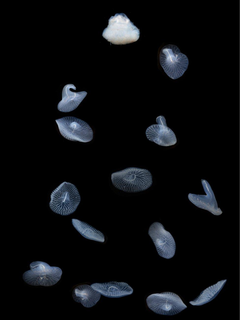 Picture of Dendrogramma petals viewed together