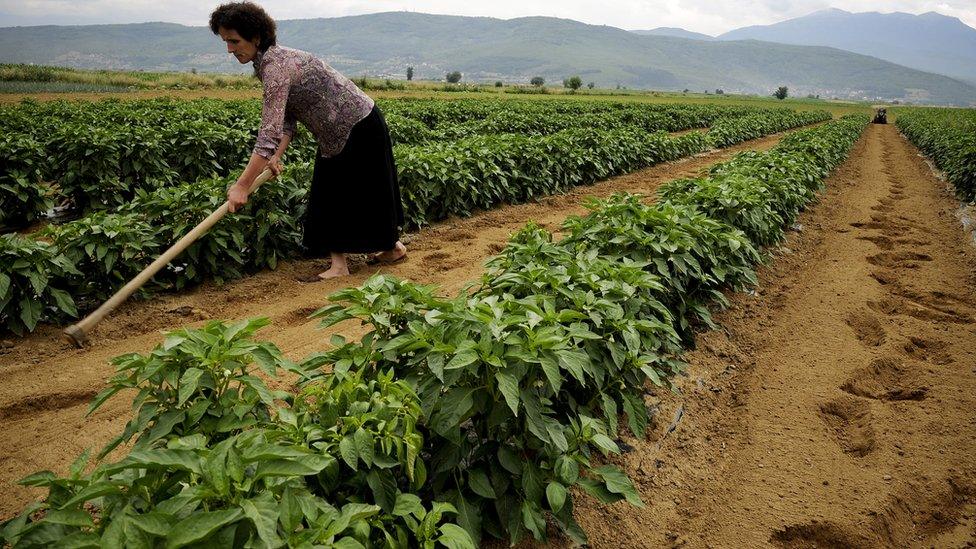 Farming in Serbia