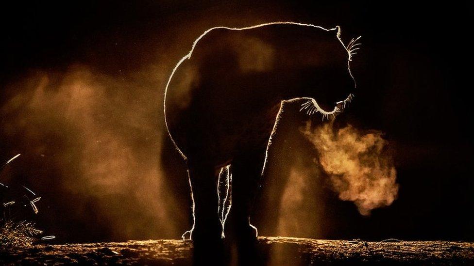 Silhouette photo of a lion