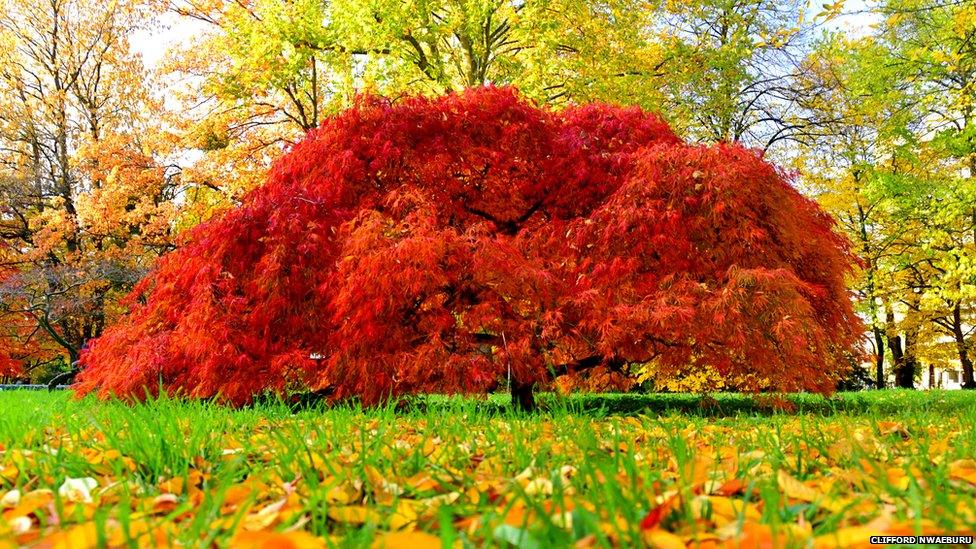 Autumn in Heidelberg