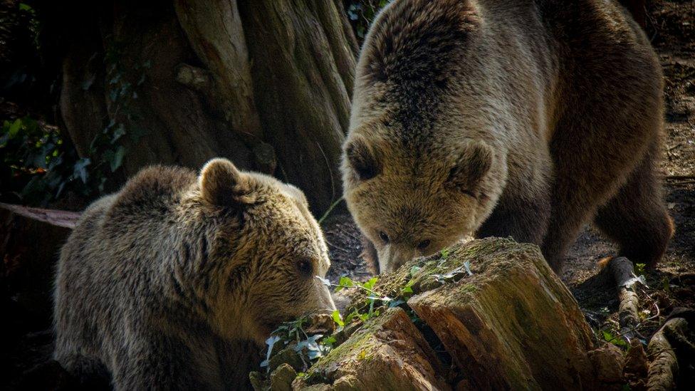 Orphaned bears