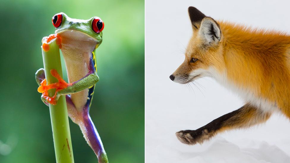 A glass frog and fox from Planet Earth II