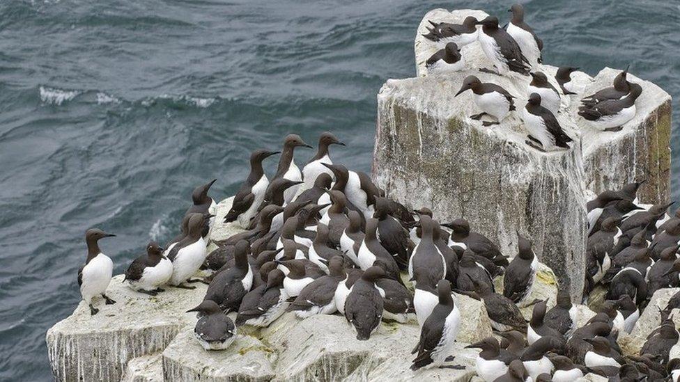 Guillemot colony